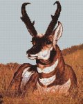 (image for) Antelope